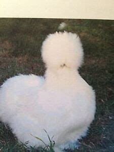 Silkie Hatching Eggs: Poultry | eBay