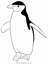 Penguin 7 Coloring Page For Kids  Free Penguins Printable sketch template