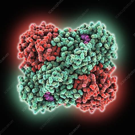 Glucose dehydrogenase enzyme - Stock Image - C025/1598 - Science Photo Library