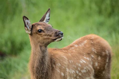 Baby Elk Calf Nursing on Mother Elk Colorado Stock Image - Image of ...