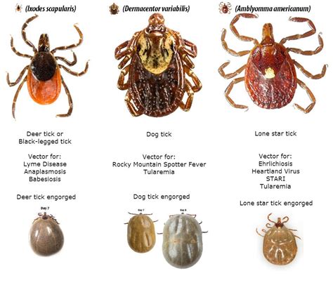 Tick season is expected to be more dangerous this year | News | Kentucky New Era