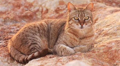 Large Domestic Cat Breeds Australia - Pets Lovers