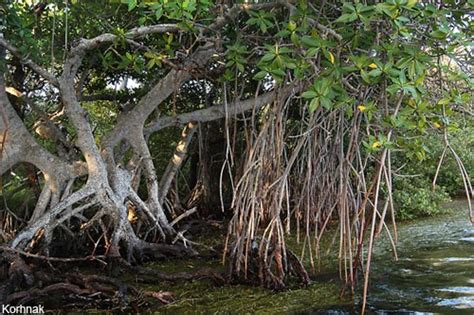 Fungsi Ekonomis dari Ekosistem Mangrove | Kehutanan