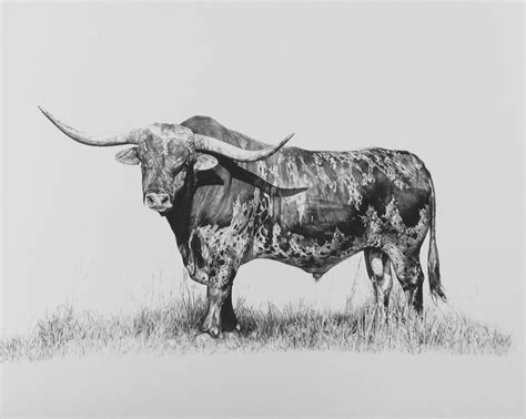 Texas Longhorn Drawing at PaintingValley.com | Explore collection of ...