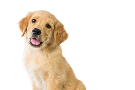 Top 5 Mini Golden Retriever Breeders In The U.S.