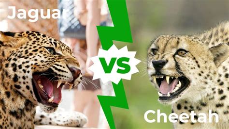 Jaguar vs Cheetah: Who Would Win in a Fight? - IMP WORLD