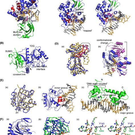 Structures of DNA ligase domains and DNA complex. (A) Domain ...