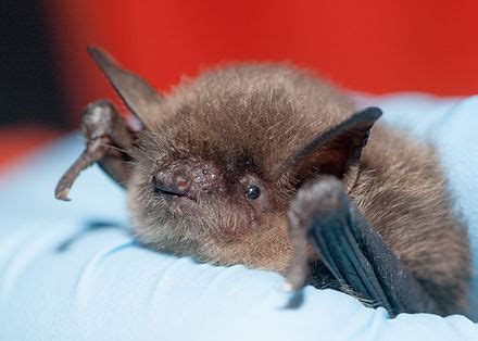 Yuma myotis - Wikipedia