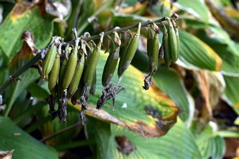 Hosta Seeds: How to Plant and Grow This Versatile Beauty - A-Z Animals