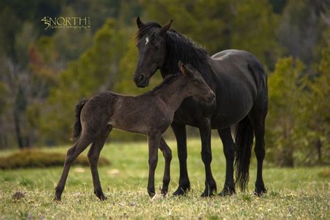 mare and foal | Horses, Foals, Wild mustangs