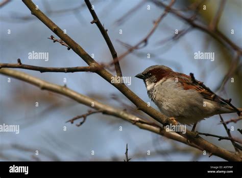 House Sparrow in Winter Stock Photo - Alamy