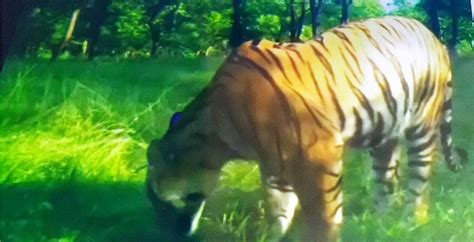 Streak of tigers found between Gavar, Sauri Village, locals in fear