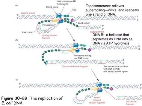 PPT - Figure 30-28 The replication of E. coli DNA. PowerPoint Presentation - ID:1754990