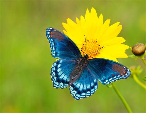 Red-spotted Purple Admiral butterfly on a yellow Coreopsis flower - Geauga News