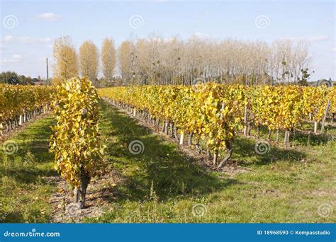 Vineyards of Loire Valley stock photo. Image of europe - 18968590