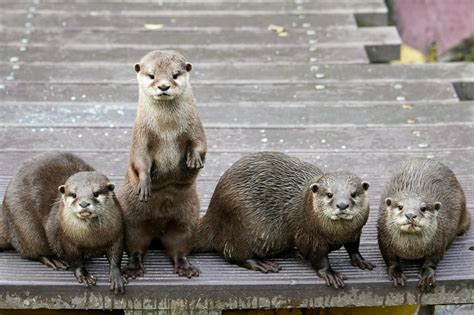 Brown and White Animal on Brown Wooden Surface · Free Stock Photo