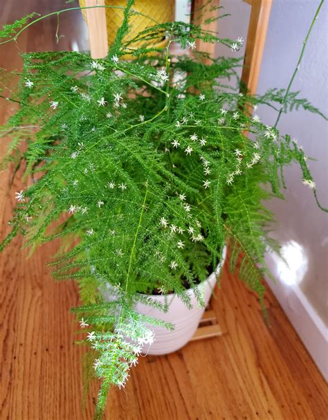 My asparagus plumosus is blooming! : r/ferns