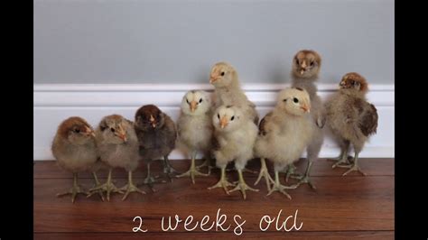 Easter Egger Chicks at 2 Weeks old - YouTube