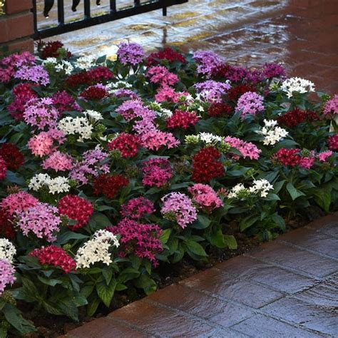 national PLANT NETWORK 4 in. Star Bright Mix Pink-Red-Lavender Pentas ...