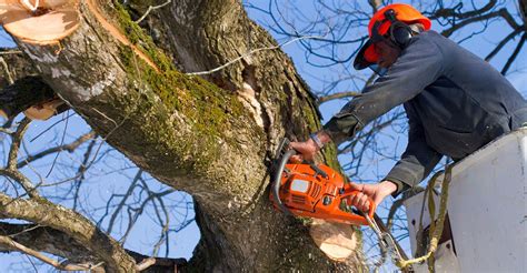 The 10 Best Tree Removal Companies Near Me (with Free Estimates)