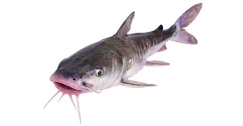 Bullhead vs Catfish: What Are the Differences? - IMP WORLD