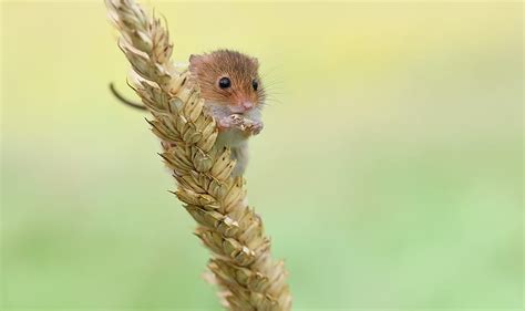 HD wallpaper: mice, animals, nature, harvest mouse | Wallpaper Flare