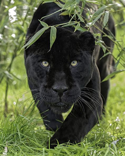 Parece que las panteras son solo gatos negros talla XXXL, y los comparan en 16 fotos | Panda Curioso