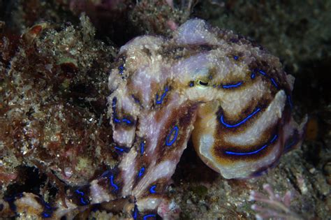 Blue Ring Octopus | What a beautiful cepaholpod! Take underw… | Flickr