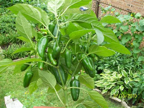 Image result for jalapeno crop Jalapeno Plant, Jalapeno Chili, Stuffed ...