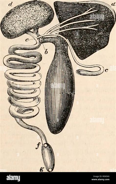 Xiphias gladius anatomy Banque de photographies et d’images à haute ...