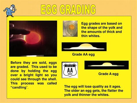 Eggs. - ppt download