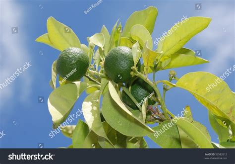 Clementine Tree Stock Photo 53582612 : Shutterstock