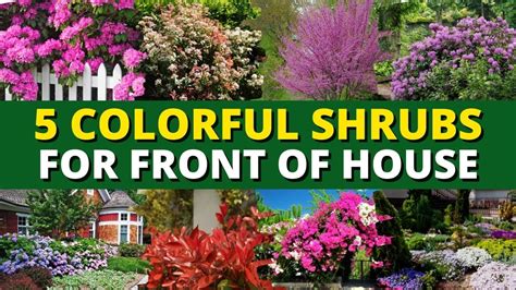 Top 5 Colorful Shrubs for Front of House 🏡 - Garden Trends - YouTube