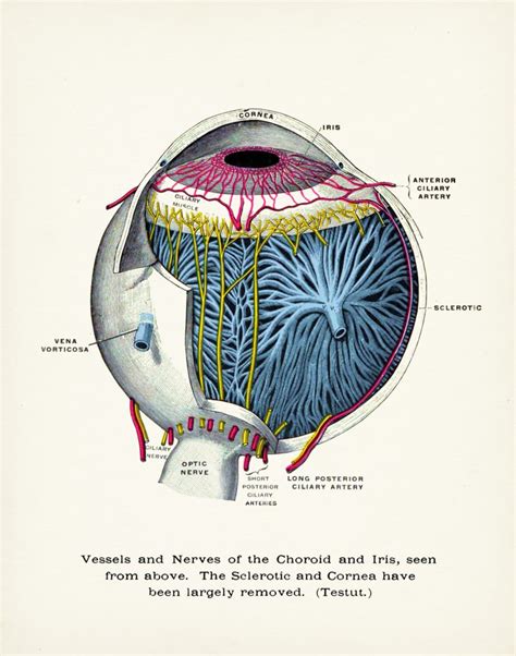 Why is Ophthalmology a Specialty? – Animal Eye Clinic