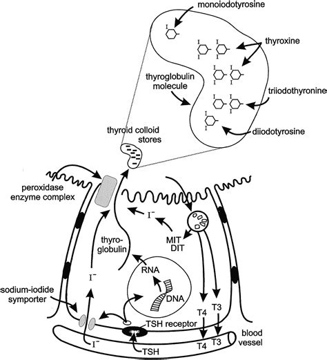 Thyroid Disorders in Children and Adolescents - Clinical Tree