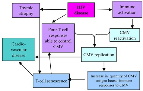 The Footprint of CMV Infection May Last a Lifetime | IntechOpen