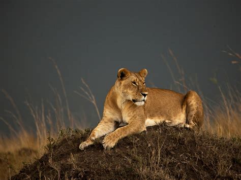 Male Lion Hunting Zebra