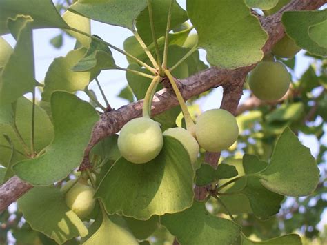 Style By Cat: Ginkgo fruit smells like barf.