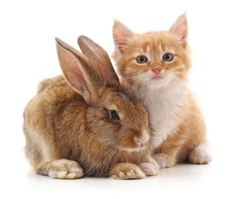 Do Cats and Bunnies Get Along? - Every Bunny Welcome