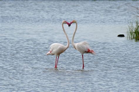 rózsás flamingó (Phoenicopterus roseus) | Greater flamingo, Flamingo, Species