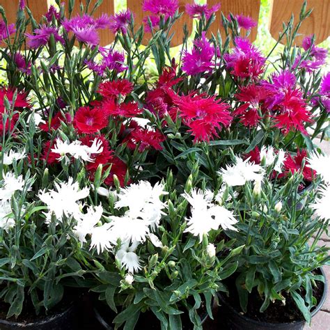 Buy Dianthus Supra Mix Seeds Online | Marshalls – Marshalls Garden