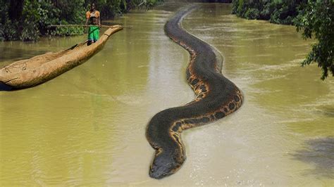 It's hard to believe when Discovering a 2000-year-old ancient snake 25 feet long in the amazon ...