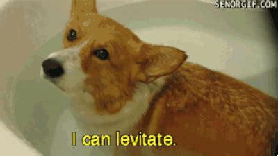 The magician. | Corgi, Cute corgi puppy, Crate training puppy