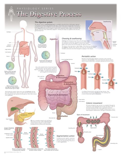 The Digestive Process | Scientific Publishing