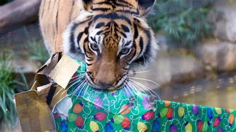 Santa bringing gifts to Charles Paddock Zoo animals Saturday | San Luis Obispo Tribune