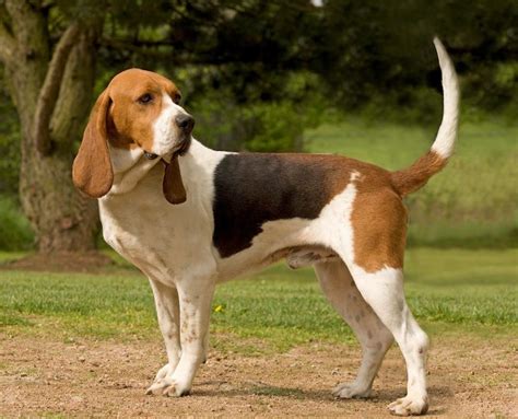 Hound Dog Breeds - Dog Breeders Guide