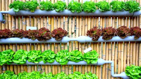 Hydroponic Gardening FAQs: What Is It And How Does It Work?