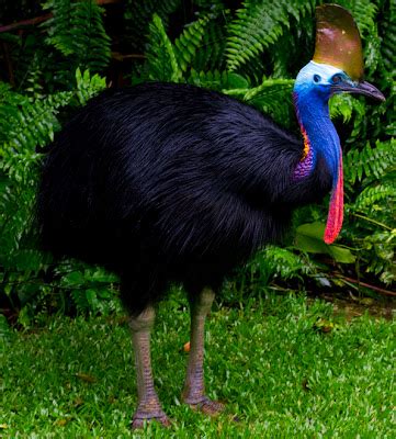 Cassowary | Info-Facts and Photos 2012 | The Wildlife