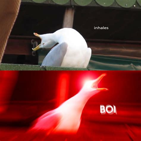 Inhaling Seagull | Know Your Meme