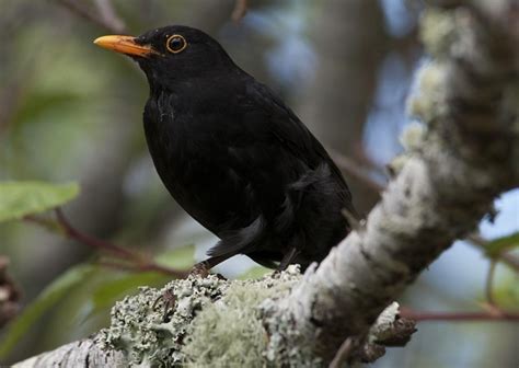 Common blackbird - Amazing Pets For You